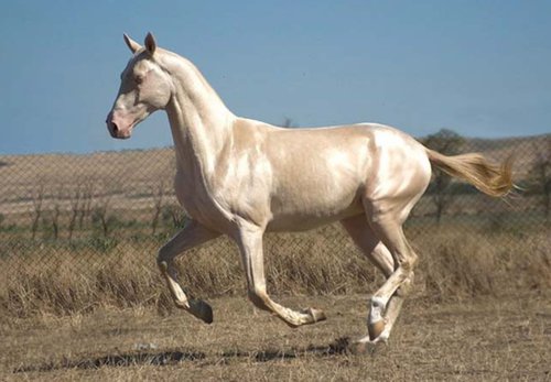 akhal-teke ló.jpg